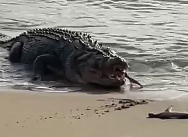 Un cocodrilo persiguió a una pescadora hasta la orilla de la playa para robarle su presa (VIDEO)