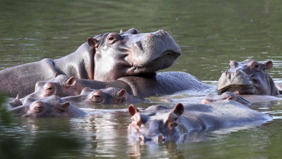 Mezcla de cariño y temor causan hipopótamos de Pablo Escobar en Colombia