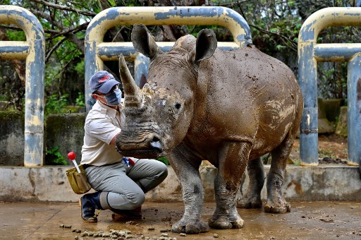 Emma, rinoceronte taiwanés en busca de amor en Japón