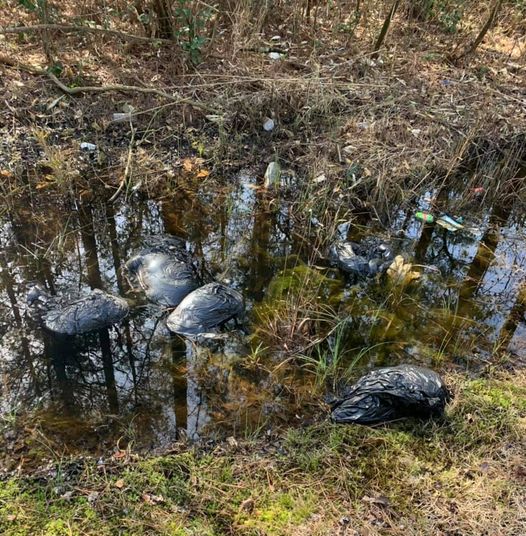 Terrible descubrimiento: Hallaron 10 perros muertos en bolsas de basura en una carretera de Carolina del Norte