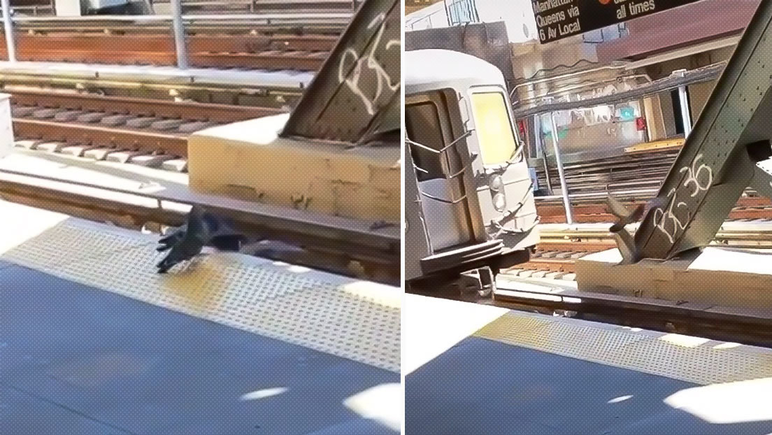“Solo en Nueva York”: Dos palomas asesinan a su “amiga” empujándola a las vías del tren (Video)