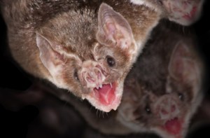 Describen nueva especie de murciélago en Andes de Colombia, Perú y Ecuador
