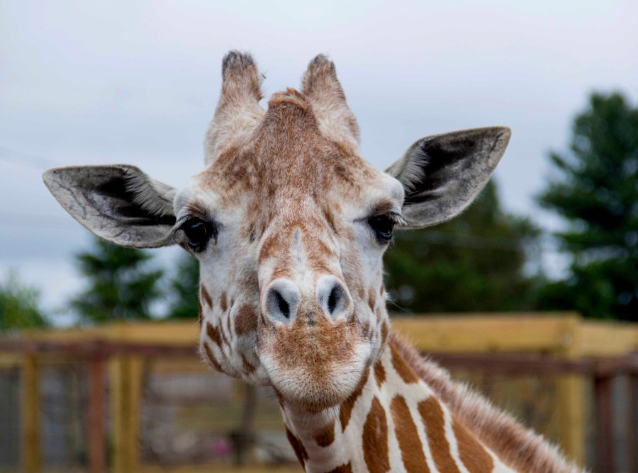 Abril la jirafa más famosa del mundo murió sacrificada en Nueva York