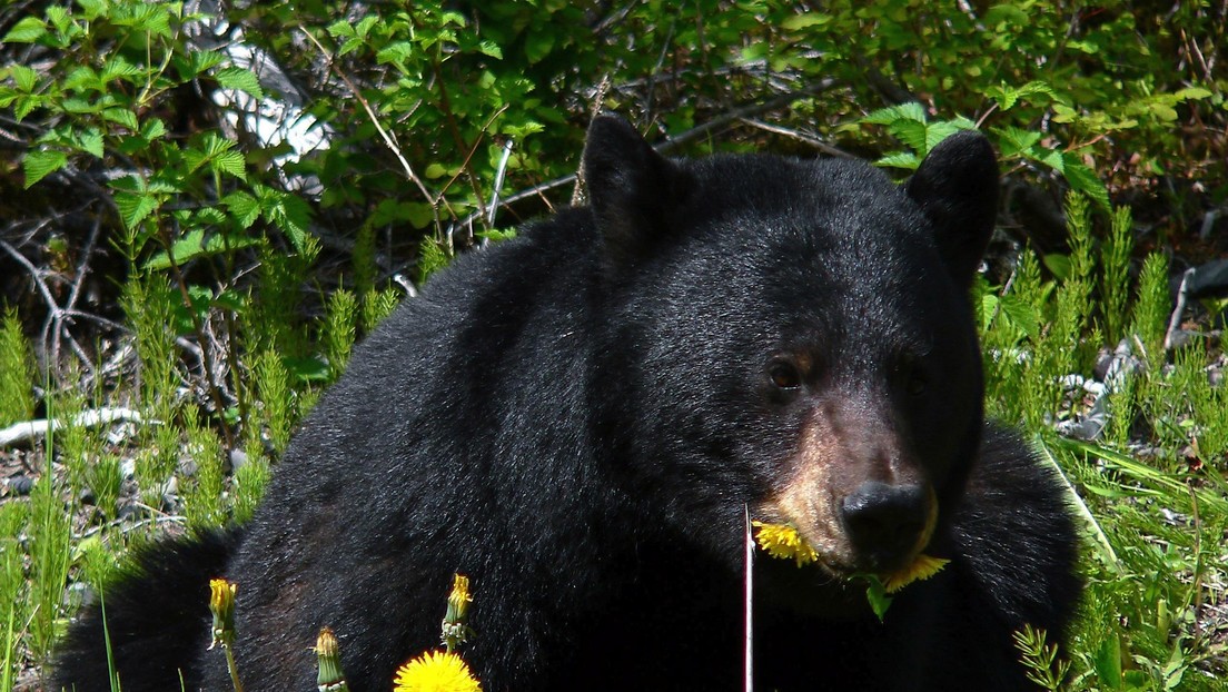 Estudiantes captaron en EEUU a un oso parado en extraña pose “humana” (Fotos)