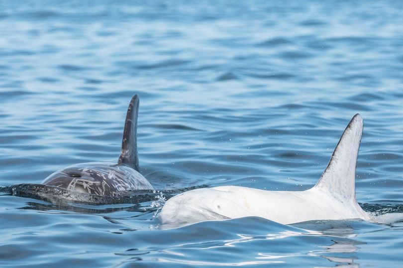 ¡Impresionante! Avistaron delfín de piel blanca en el sur de California (Fotos)