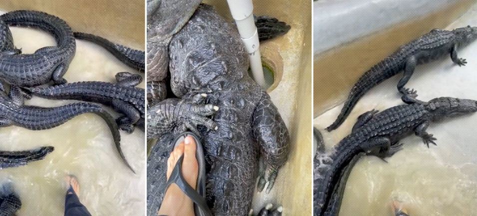 Un biólogo entró en una piscina llena de cocodrilos… y la reacción fue sorprendente (VIDEO)