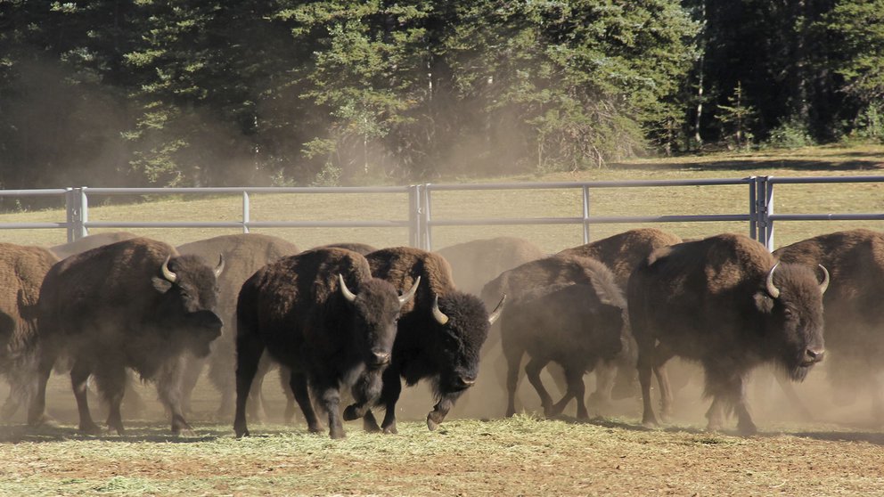 Más de 45 mil personas se registraron para cazar bisontes en el Parque Nacional del Gran Cañón