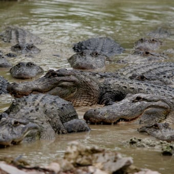 Funcionarios en Florida recompensan a quienes den información sobre caimán maltratado