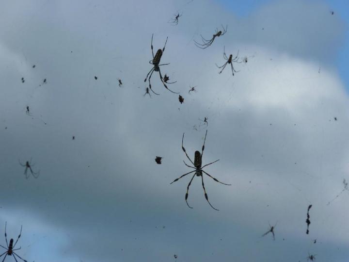 ¿Sabías que… las arañas vuelan usando la electricidad de la tierra?