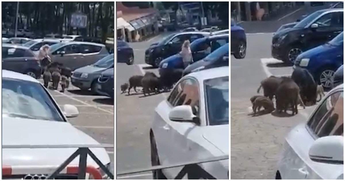 Una manada de jabalíes acorraló y “robó” a una mujer al salir de un supermercado en Roma (VIDEO)
