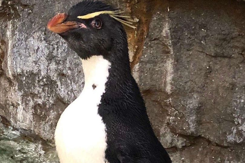 Enrique, un longevo pingüino con artritis en EEUU, recibió botas especiales para aliviar su dolor
