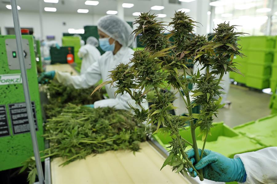 Colombia autorizó exportación de flor seca de cannabis con fines medicinales
