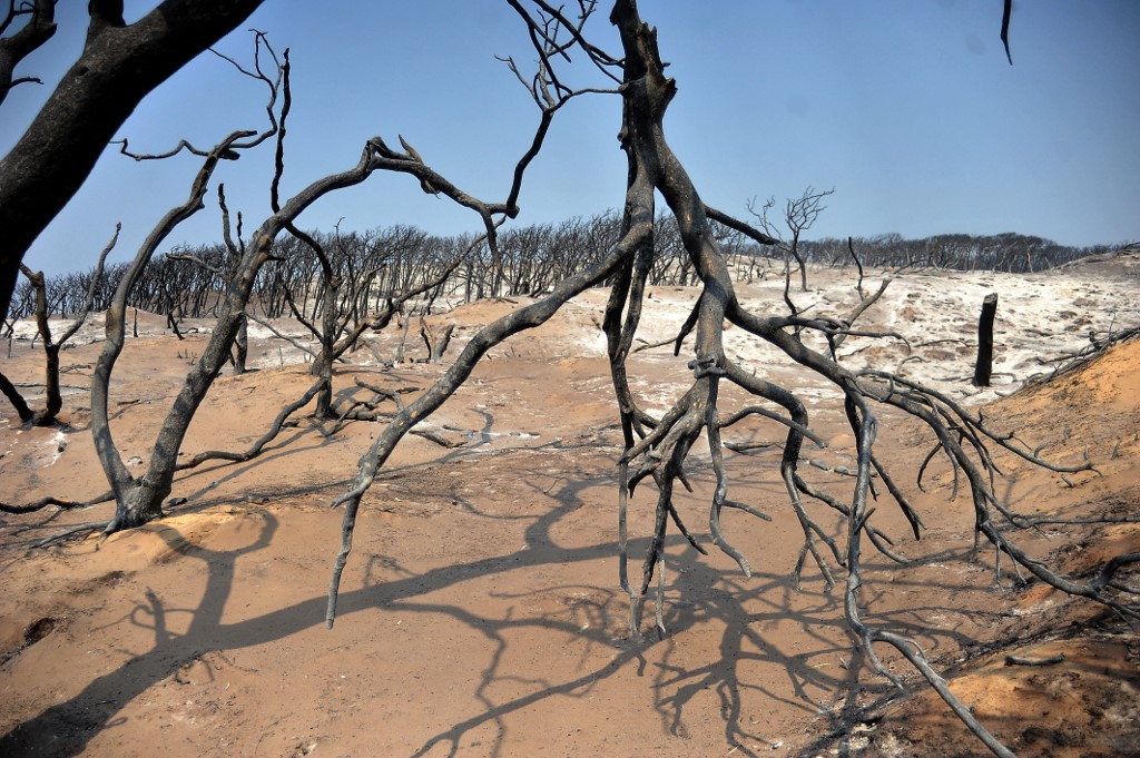 La poderosa idea de Charles Darwin de hace 150 años que se utiliza ahora para combatir el cambio climático