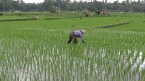 ¿Modificar genéticamente el arroz para adaptarlo a cambio climático?