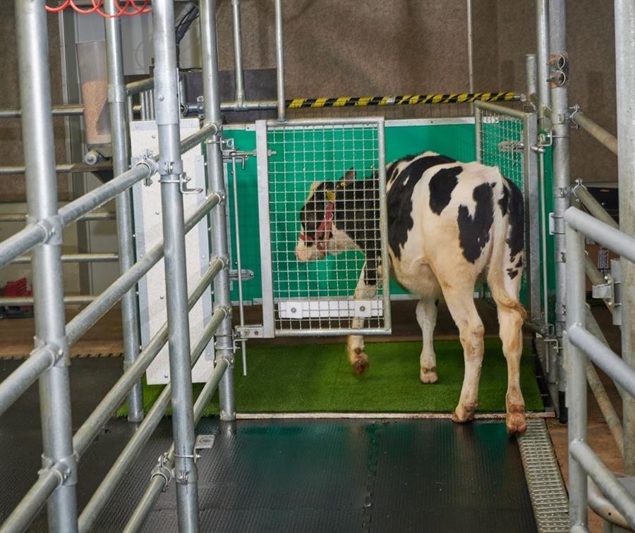 ¡No es broma! Enseñan a las vacas a ir al baño para reducir la contaminación por amoníaco (Fotos)