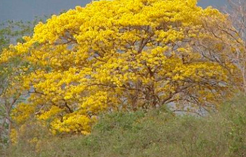 En Venezuela 13% de las especies forestales están amenazadas de extinción