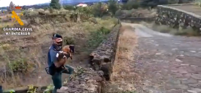 Nadie se queda atrás: Guardia Civil de España ayudó a desalojar a los animales antes de la erupción volcánica en La Palma (VIDEO)