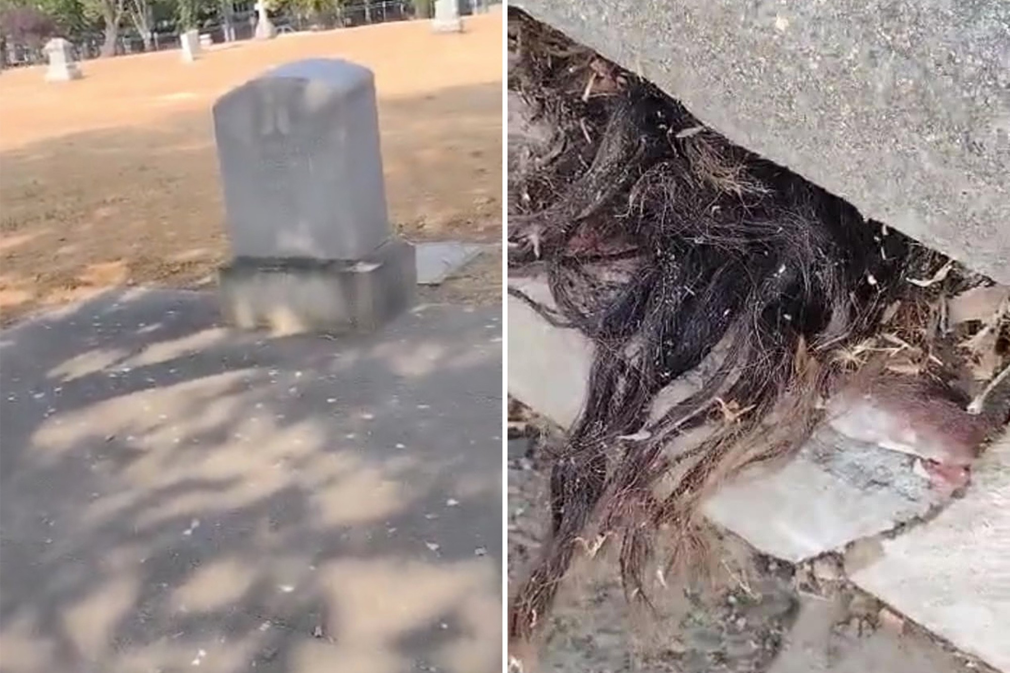 “El susto de su vida”: Descubrió cabello humano sobresaliendo de una tumba de hace 100 años en California