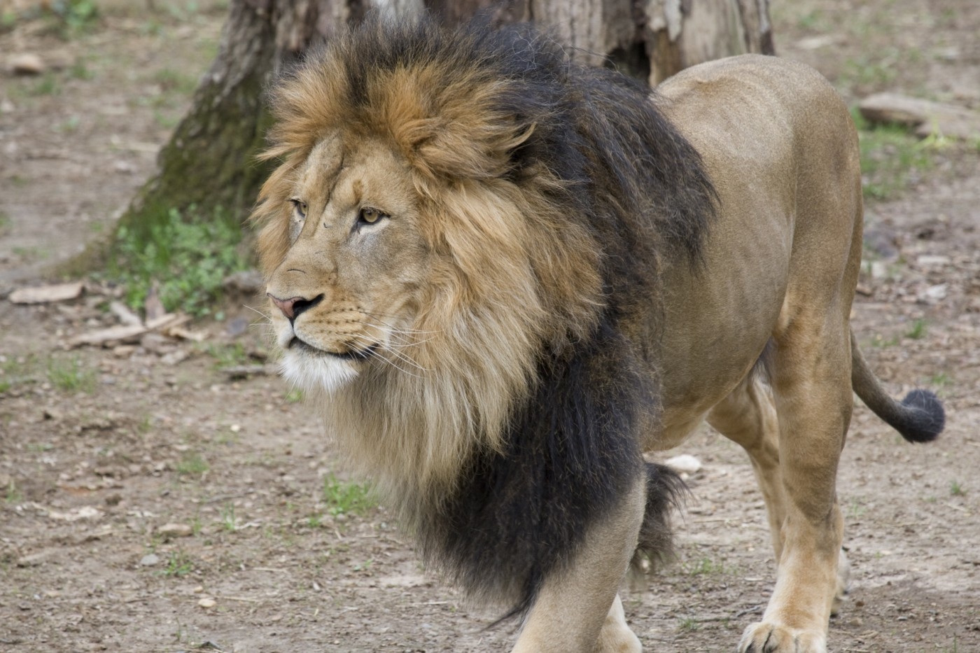 Leones y tigres del zoológico de Washington DC son tratados por Covid-19 tras dar positivo