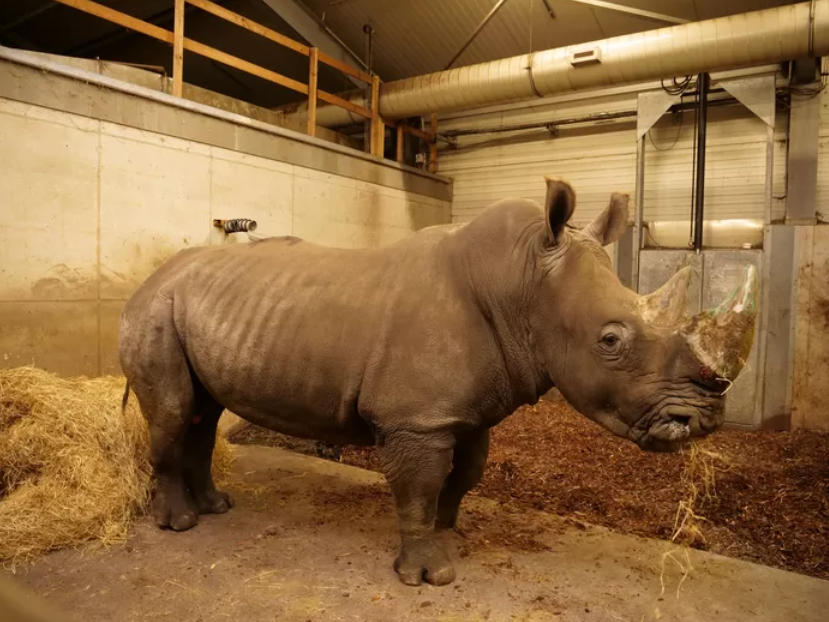 Una rinoceronte hembra muere tras huir de un macho durante un intento para aparearla en un zoológico en Holanda