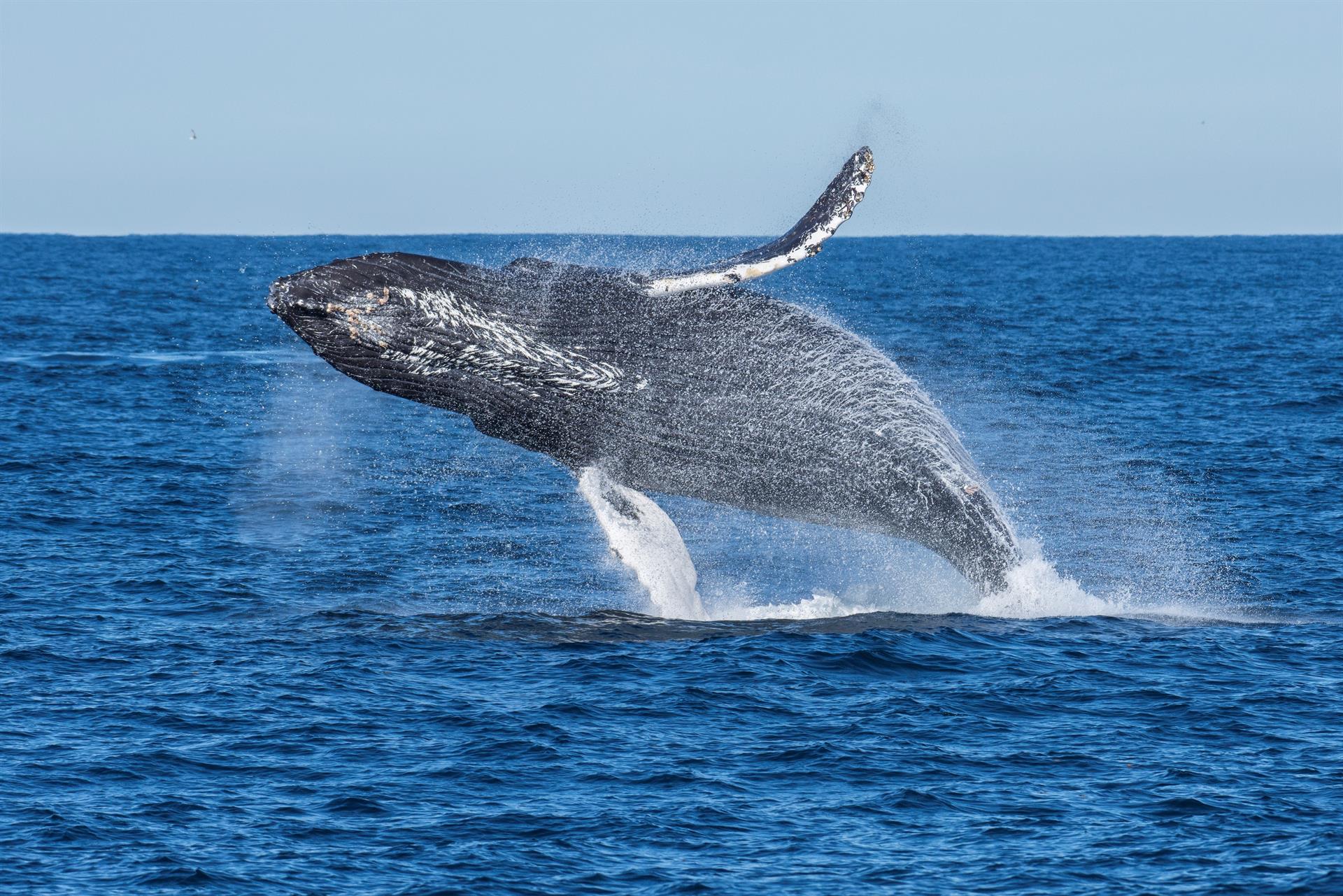 Descubren por qué las ballenas son cruciales para la salud del ecosistema marino