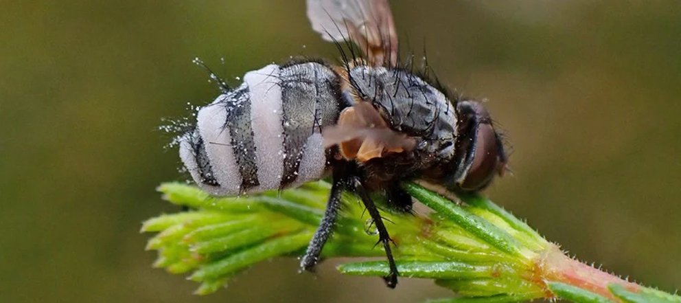 Espeluznante hongo convierte a las moscas en ninfómanas necrófilas