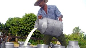 Régimen cubano aumentó el precio de la leche “para incrementar la producción”