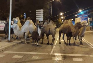 Varios camellos y una llama vagaron por las calles de Madrid tras escaparse de un circo (FOTOS)