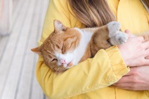 Científicos concluyen que “todos los gatos domésticos” presentan rasgos psicópatas