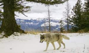 Hallan ocho lobos envenenados en Oregón y la policía ofrece recompensa para resolver el misterio