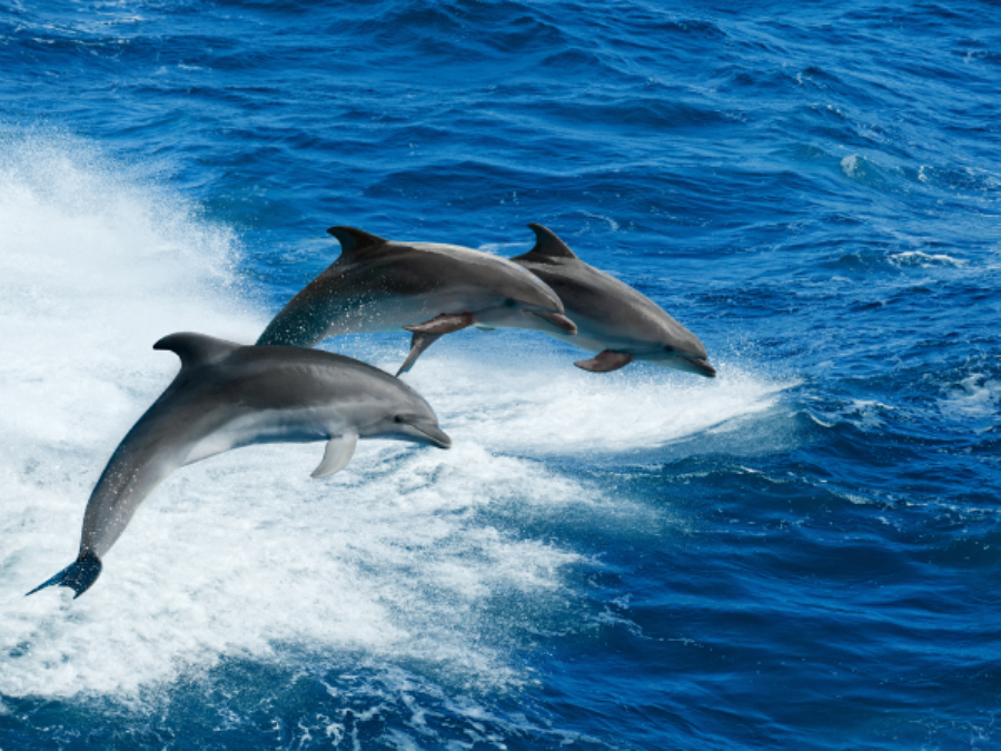 Mueren tres de siete delfines varados en las costas mexicanas de Veracruz