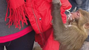 En China un mono le robó una caja de leche a una turista y quedó registrado en VIDEO