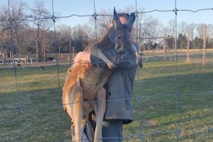 Hombre estranguló hasta la muerte a un canguro en Tennessee mientras hablaba por teléfono con los dueños