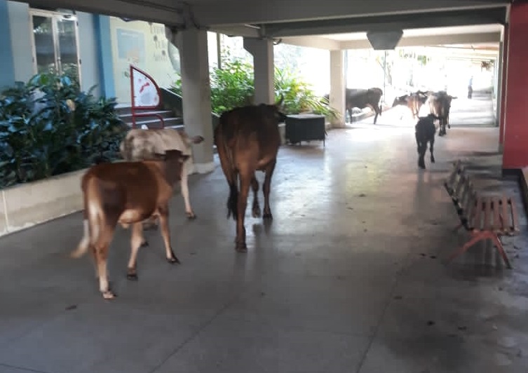 ¡Muuuniversidad! La vacas invadieron los pasillos de la ULA-Trujillo (FOTO)
