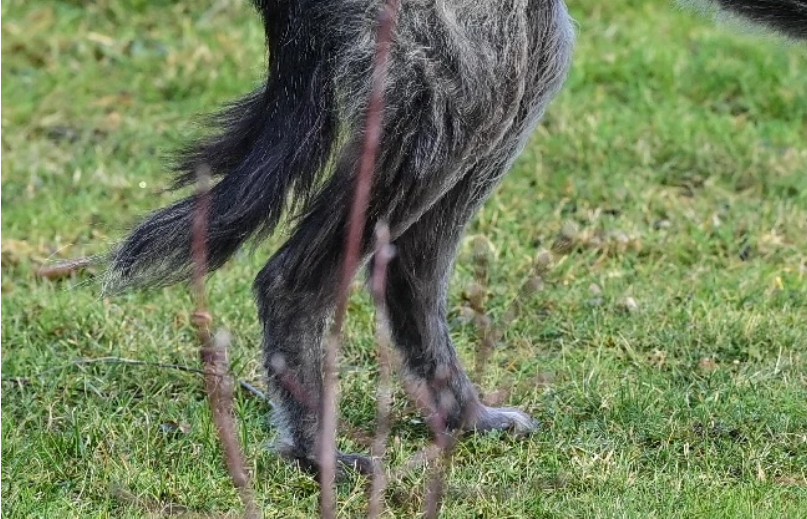 Indignante: Adolescentes bolivianos obligaron a un perro a tomar licor y lo golpearon