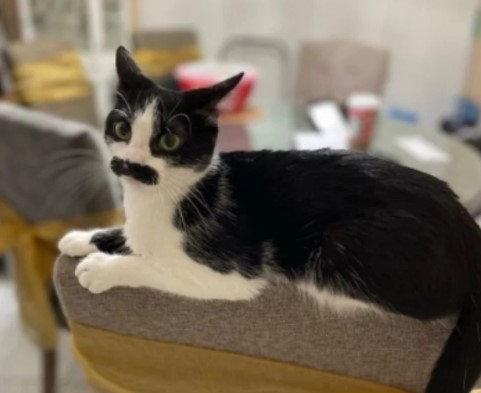 VIRAL: Mostaccioli, la gata que impacta por su parecido con Freddie Mercury