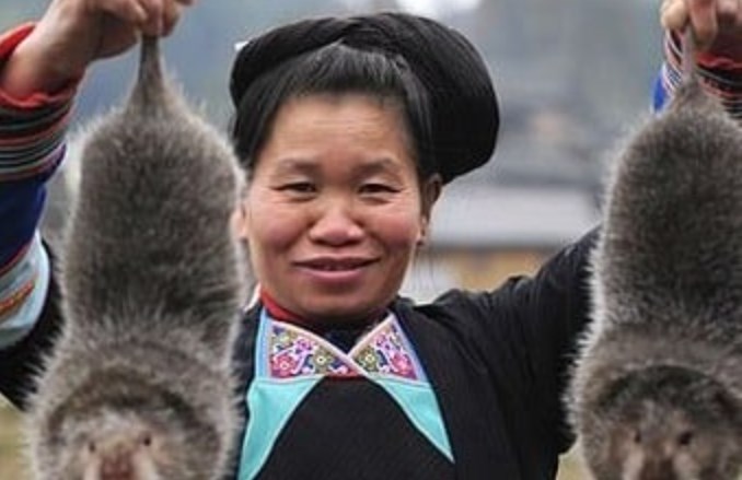 Las enormes ratas “nutritivas” que criaron en China como plato gourmet antes del Covid