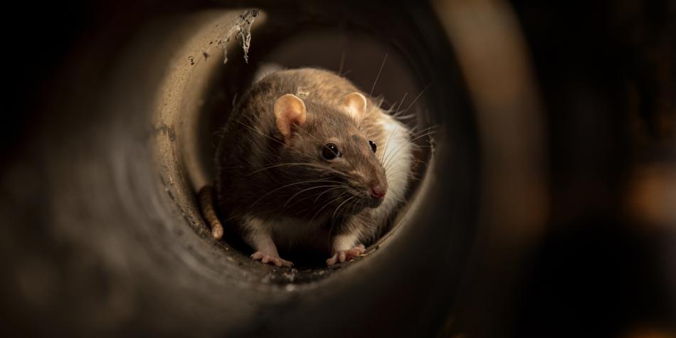 Alerta en Reino Unido por ratas “del tamaño de gatos” que salen de inodoros