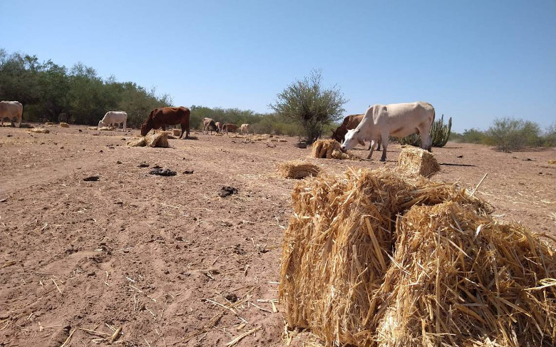 Exportadores y ganaderos alertan del grave impacto de la sequía en Paraguay