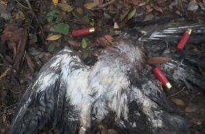 Indignación en Colombia: Cazadores mataron a 300 águilas Cuaresmeras