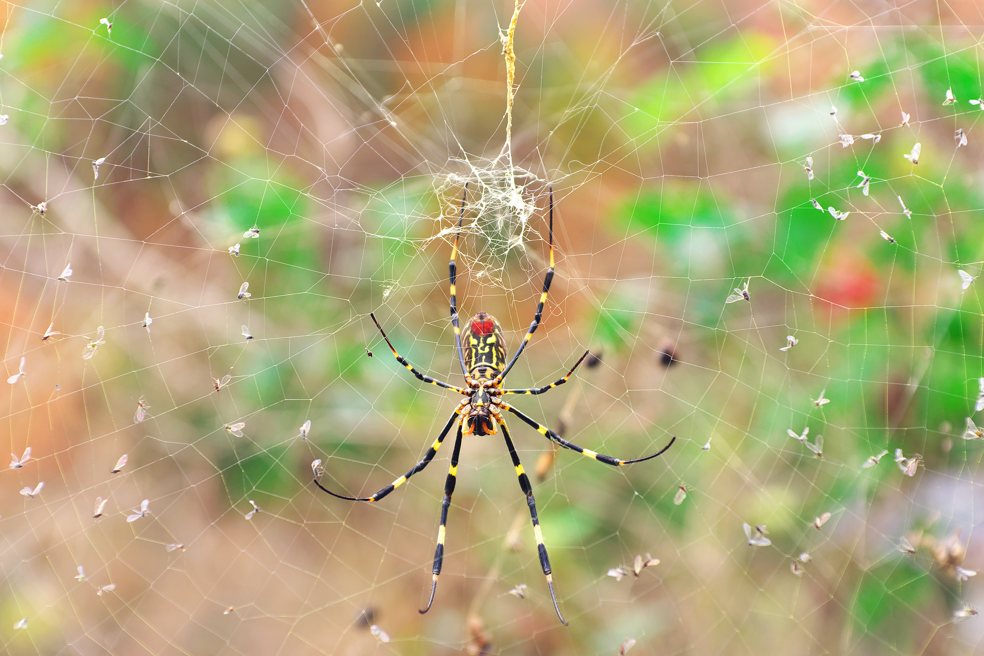Invasión en Florida: Científicos alertan de la expansión de enormes arañas