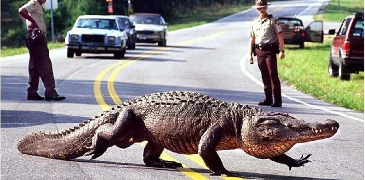 Chocó contra un caimán en carretera de Florida y el final fue devastador
