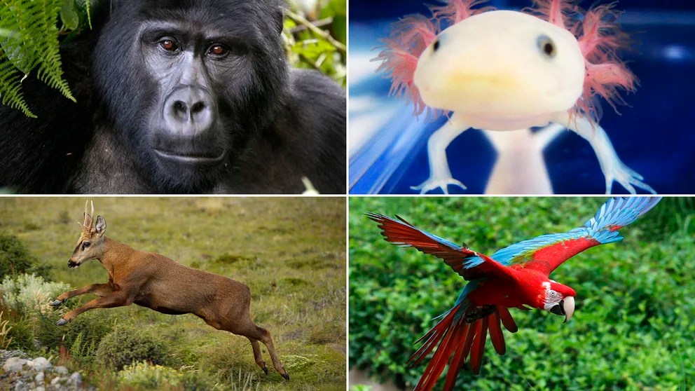 Animales en peligro de extinción: las 20 especies más emblemáticas que integran la lista roja