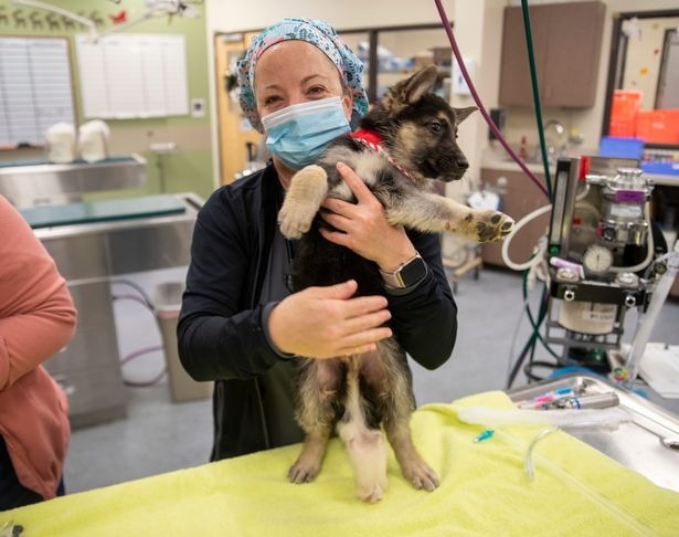 ¡Insólito! Cachorro extremadamente raro nació en EEUU con seis patas, cuatro testículos y un pene extra