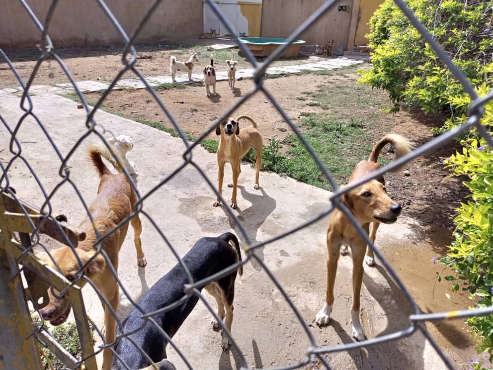 Exreina de belleza critica los castigos contra los maltratadores de animales en Venezuela: “Son muy débiles”