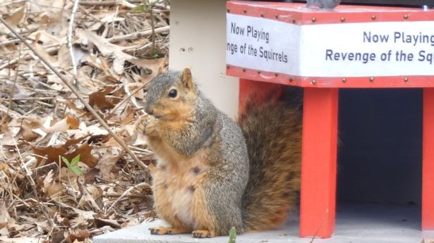 ¡Morirás de ternura! Le construyó un mini cine con todo los juguetes a unas ardillas en Detroit (VIDEO)