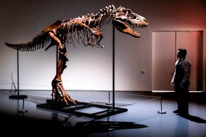 Esqueleto de dinosaurio de 77 millones de años, primo del T-Rex, será subastado en Nueva York