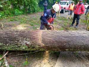 Lluvias han provocado la caída de 14 árboles en 20 días en Los Salias