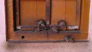 Aterradora plaga de ratas preocupa a una comunidad en Colombia