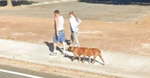 La verdad sobre el “perro con seis patas” que aparece en Google Maps caminando por la calle